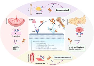 Frontiers | Roles Of Osteoprotegerin In Endocrine And Metabolic ...